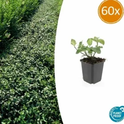 La Green Touch Plantes De Haies | - Fusain de fortune 'dart's blanket' x60 – entre 3,75 et 5m2