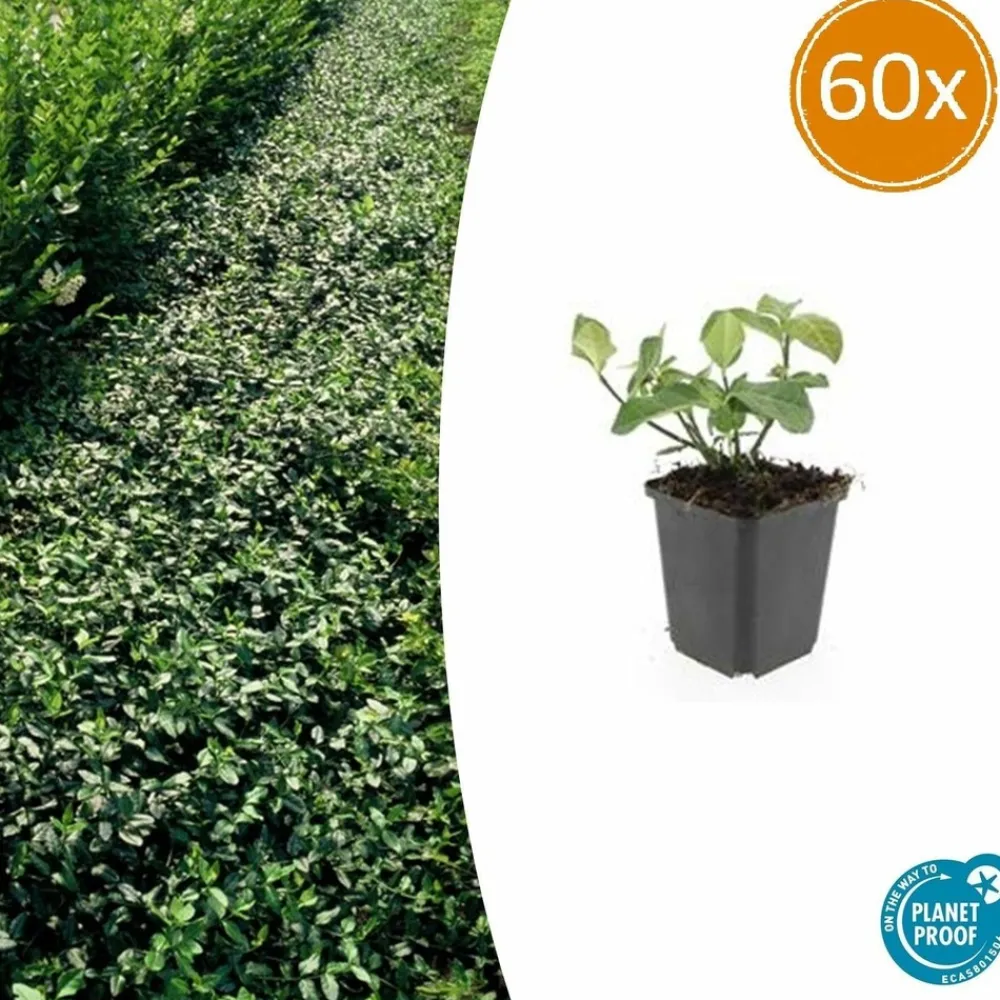 La Green Touch Plantes De Haies | - Fusain de fortune 'dart's blanket' x60 – entre 3,75 et 5m2