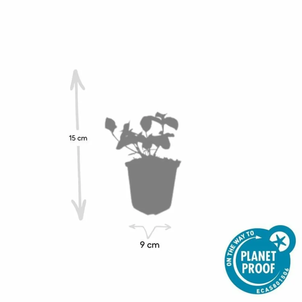 La Green Touch Plantes De Haies | - Fusain de fortune 'dart's blanket' x60 – entre 3,75 et 5m2