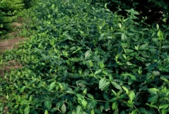 La Green Touch Plantes De Haies | - Fusain de fortune 'dart's blanket' x60 – entre 3,75 et 5m2