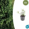 La Green Touch Arbres Et Arbustes | - Fusain de fortune 'coloratus' x6 – entre 0,38 et 0,5m2