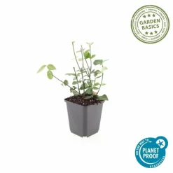 La Green Touch Arbres Et Arbustes | - Fusain de fortune 'coloratus' x6 – entre 0,38 et 0,5m2