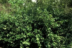La Green Touch Arbres Et Arbustes | - Fusain de fortune 'coloratus' x6 – entre 0,38 et 0,5m2