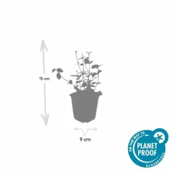 La Green Touch Arbres Et Arbustes | - Fusain de fortune 'coloratus' x6 – entre 0,38 et 0,5m2