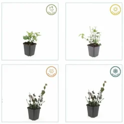 La Green Touch Arbres Et Arbustes | - Fusain de fortune 'coloratus' x6 – entre 0,38 et 0,5m2