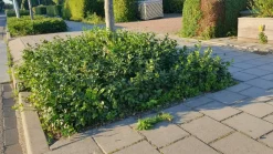 La Green Touch Arbres Et Arbustes | - Fusain de fortune 'coloratus' x6 – entre 0,38 et 0,5m2