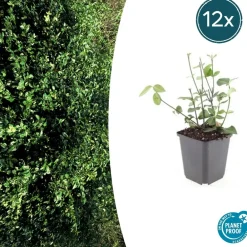 La Green Touch Arbres Et Arbustes | - Fusain de fortune 'coloratus' x6 – entre 0,38 et 0,5m2