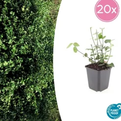 La Green Touch Arbres Et Arbustes | - Fusain de fortune 'coloratus' x6 – entre 0,38 et 0,5m2
