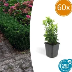La Green Touch Plantes De Haies | - Fusain du japon 'green spire' x60 – entre 3,75 et 5m2