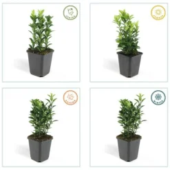 La Green Touch Plantes De Haies | - Fusain du japon 'green spire' x60 – entre 3,75 et 5m2