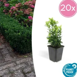 La Green Touch Plantes De Haies | - Fusain du japon 'green spire' x60 – entre 3,75 et 5m2