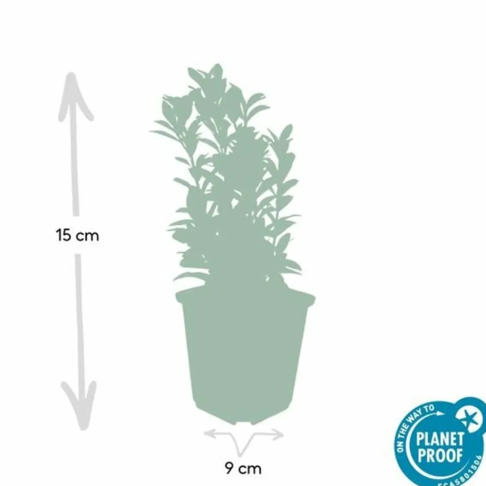 La Green Touch Plantes De Haies | - Fusain du japon 'green spire' x20 – entre 1,25 et 1,67m2