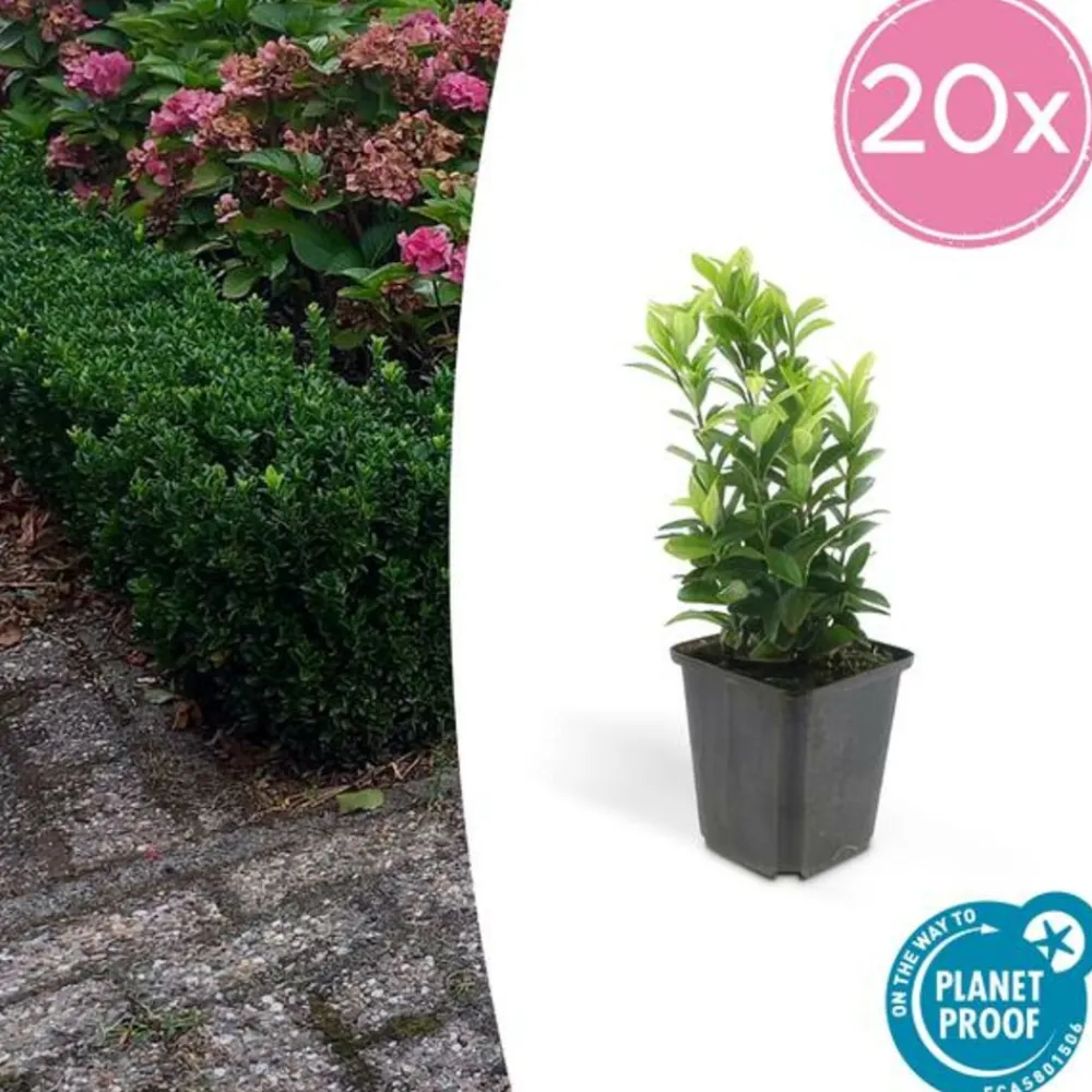La Green Touch Plantes De Haies | - Fusain du japon 'green spire' x20 – entre 1,25 et 1,67m2