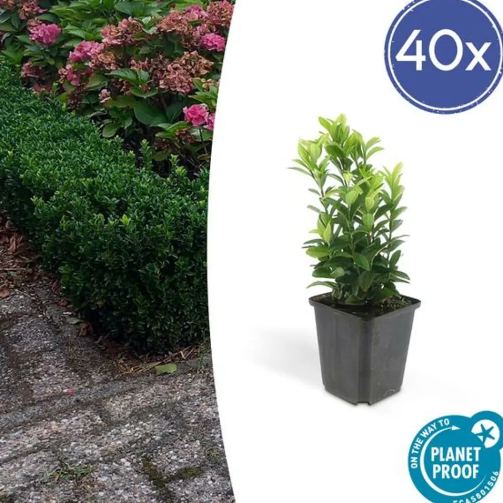 La Green Touch Plantes De Haies | - Fusain du japon 'green spire' x40 – entre 2,5 et 3,33m2