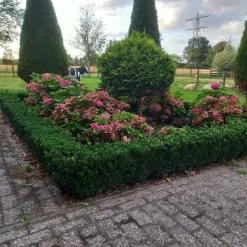 La Green Touch Plantes De Haies | - Fusain du japon 'green spire' x40 – entre 2,5 et 3,33m2