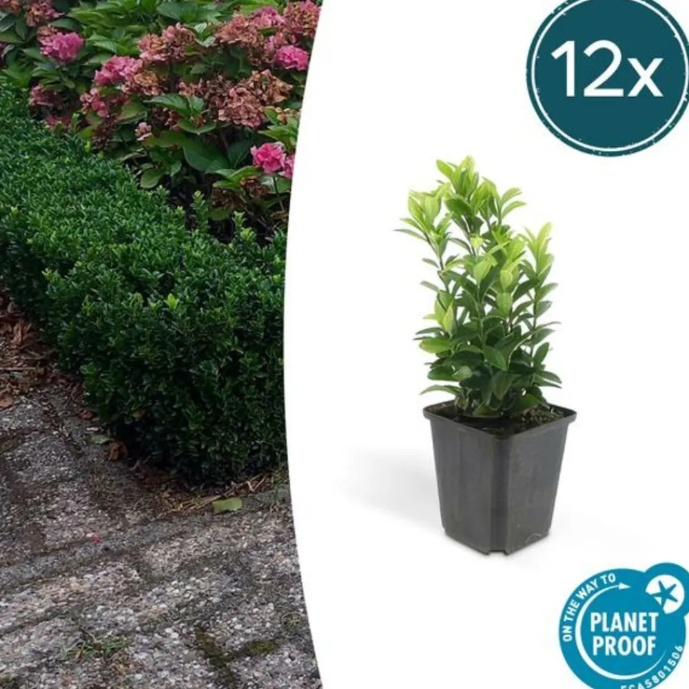 La Green Touch Plantes De Haies | - Fusain du japon 'green spire' x40 – entre 2,5 et 3,33m2