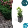La Green Touch Plantes De Haies | - Fusain du japon 'green spire' x12 – entre 0,75 et 1m2