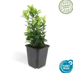 La Green Touch Plantes De Haies | - Fusain du japon 'green spire' x12 – entre 0,75 et 1m2