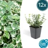 La Green Touch - Fusain 'emerald 'n gaiety' x12 – entre 0,75 et 1m2 Discount