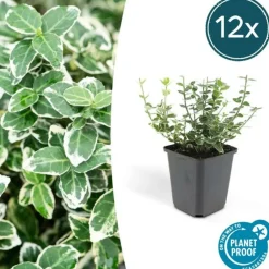 La Green Touch - Fusain 'emerald 'n gaiety' x12 – entre 0,75 et 1m2 Discount