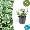 La Green Touch Plantes De Haies | - Fusain 'emerald 'n gaiety' x6 – entre 0,38 et 0,5m2