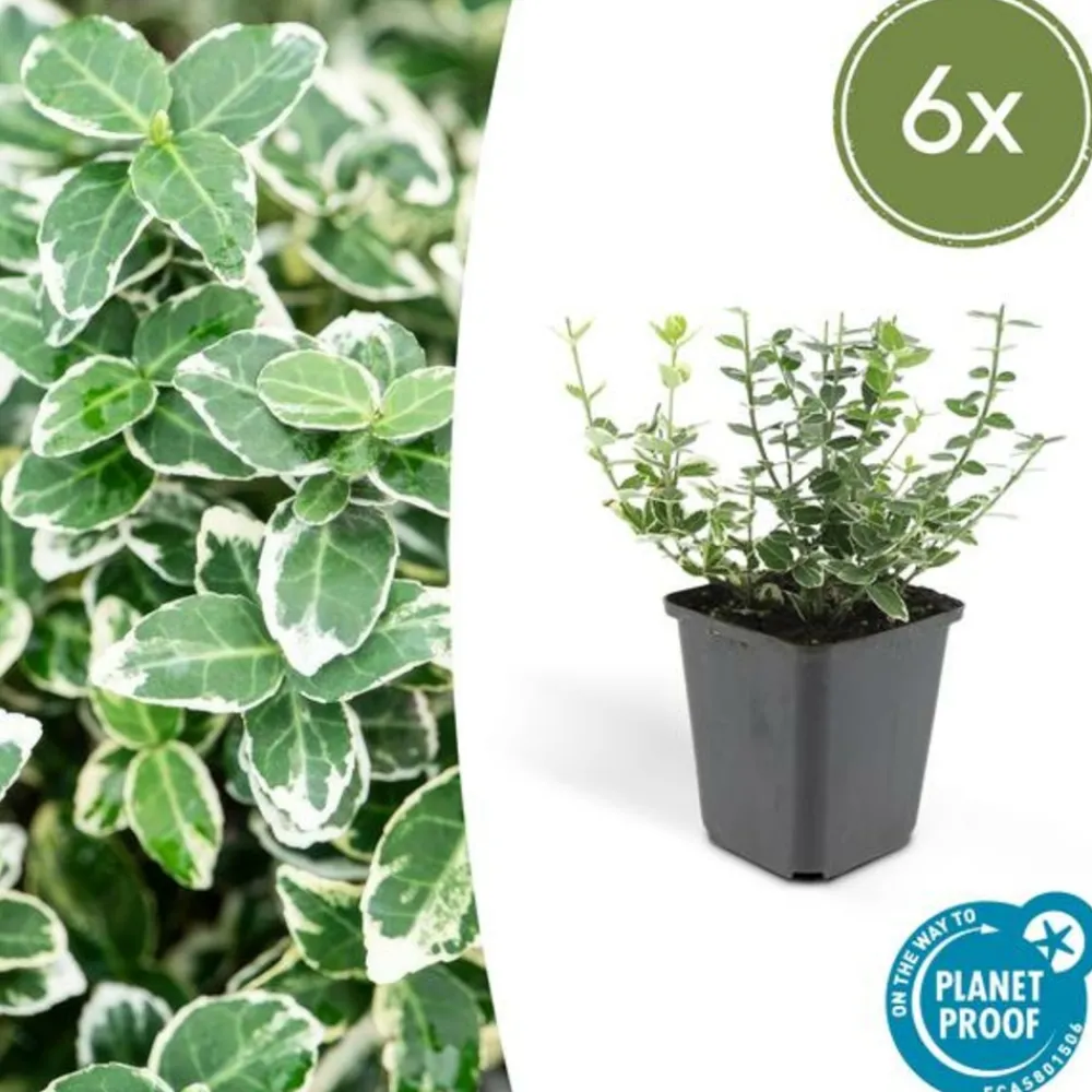 La Green Touch Plantes De Haies | - Fusain 'emerald 'n gaiety' x6 – entre 0,38 et 0,5m2