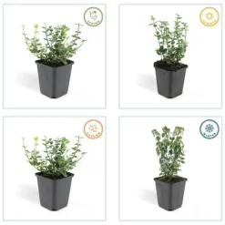 La Green Touch Plantes De Haies | - Fusain 'emerald 'n gaiety' x6 – entre 0,38 et 0,5m2