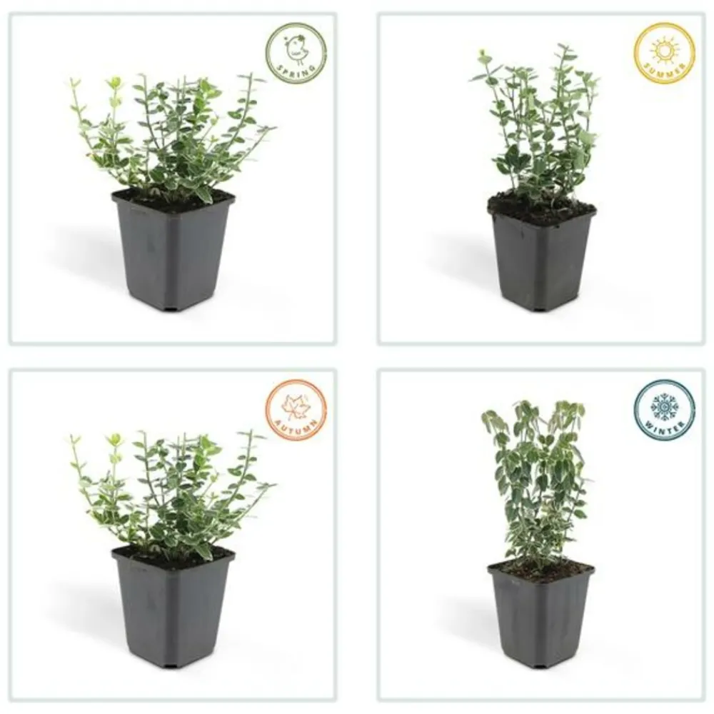 La Green Touch Plantes De Haies | - Fusain 'emerald 'n gaiety' x6 – entre 0,38 et 0,5m2