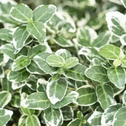 La Green Touch Plantes De Haies | - Fusain 'emerald 'n gaiety' x6 – entre 0,38 et 0,5m2