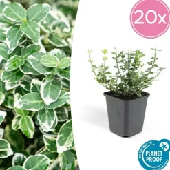 La Green Touch Plantes De Haies | - Fusain 'emerald 'n gaiety' x6 – entre 0,38 et 0,5m2