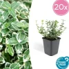 La Green Touch Plantes De Haies | - Fusain 'emerald 'n gaiety' x20 – entre 1,25 et 1,67m2