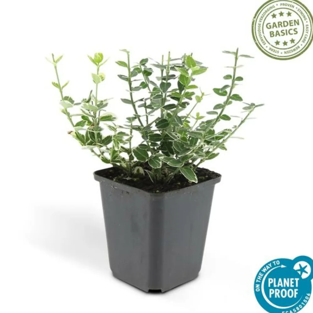 La Green Touch Plantes De Haies | - Fusain 'emerald 'n gaiety' x20 – entre 1,25 et 1,67m2