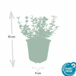 La Green Touch Plantes De Haies | - Fusain 'emerald 'n gaiety' x20 – entre 1,25 et 1,67m2