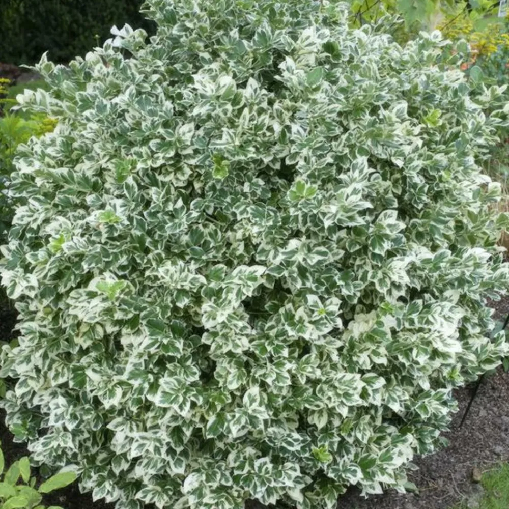 La Green Touch Plantes De Haies | - Fusain 'emerald 'n gaiety' x20 – entre 1,25 et 1,67m2