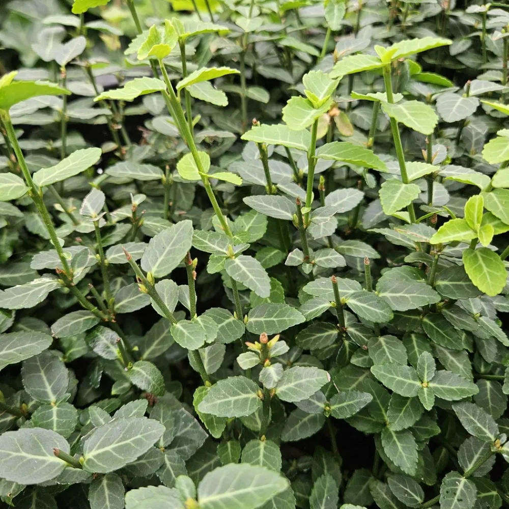 La Green Touch Plantes De Haies | - Fusain rampant x20 – entre 1,25 et 1,67m2