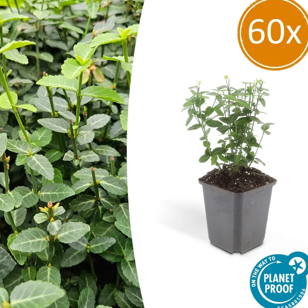 La Green Touch Plantes De Haies | - Fusain rampant x60 – entre 3,75 et 5m2