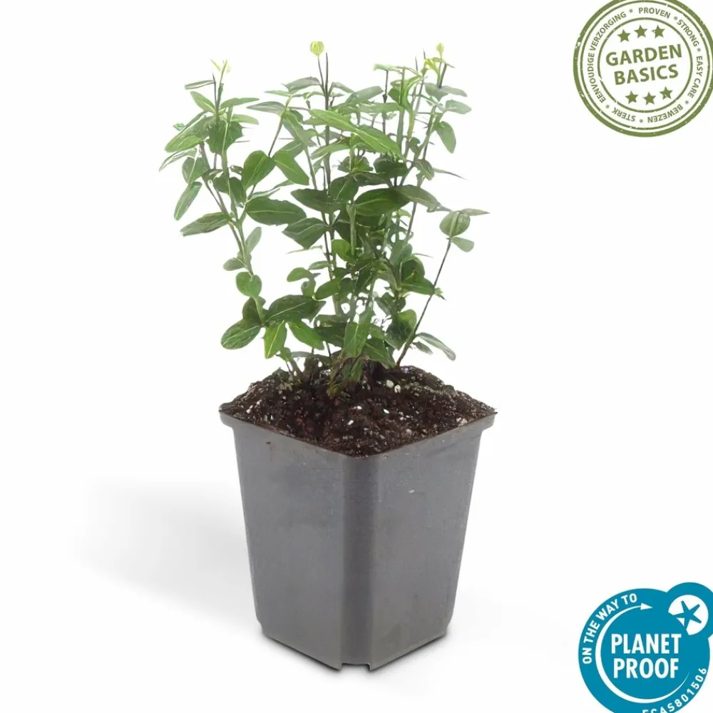 La Green Touch Plantes De Haies | - Fusain rampant x60 – entre 3,75 et 5m2