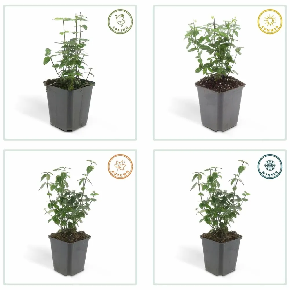 La Green Touch Plantes De Haies | - Fusain rampant x60 – entre 3,75 et 5m2