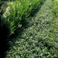 La Green Touch Plantes De Haies | - Fusain rampant x60 – entre 3,75 et 5m2