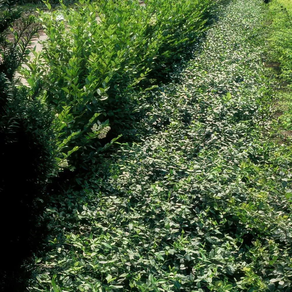 La Green Touch Plantes De Haies | - Fusain rampant x60 – entre 3,75 et 5m2