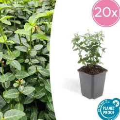 La Green Touch Plantes De Haies | - Fusain rampant x60 – entre 3,75 et 5m2