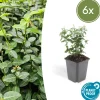 La Green Touch Plantes De Haies | - Fusain rampant x6 – entre 0,38 et 0,5m2