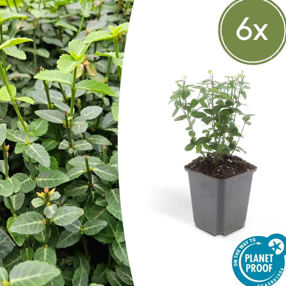 La Green Touch Plantes De Haies | - Fusain rampant x6 – entre 0,38 et 0,5m2