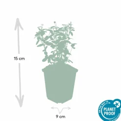 La Green Touch Plantes De Haies | - Fusain rampant x6 – entre 0,38 et 0,5m2