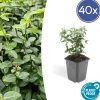La Green Touch Plantes De Haies | - Fusain rampant x40 – entre 2,5 et 3,33m2
