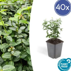 La Green Touch Plantes De Haies | - Fusain rampant x40 – entre 2,5 et 3,33m2