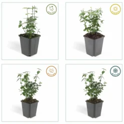 La Green Touch Plantes De Haies | - Fusain rampant x40 – entre 2,5 et 3,33m2