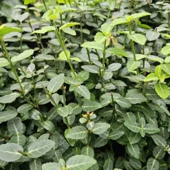 La Green Touch Plantes De Haies | - Fusain rampant x40 – entre 2,5 et 3,33m2