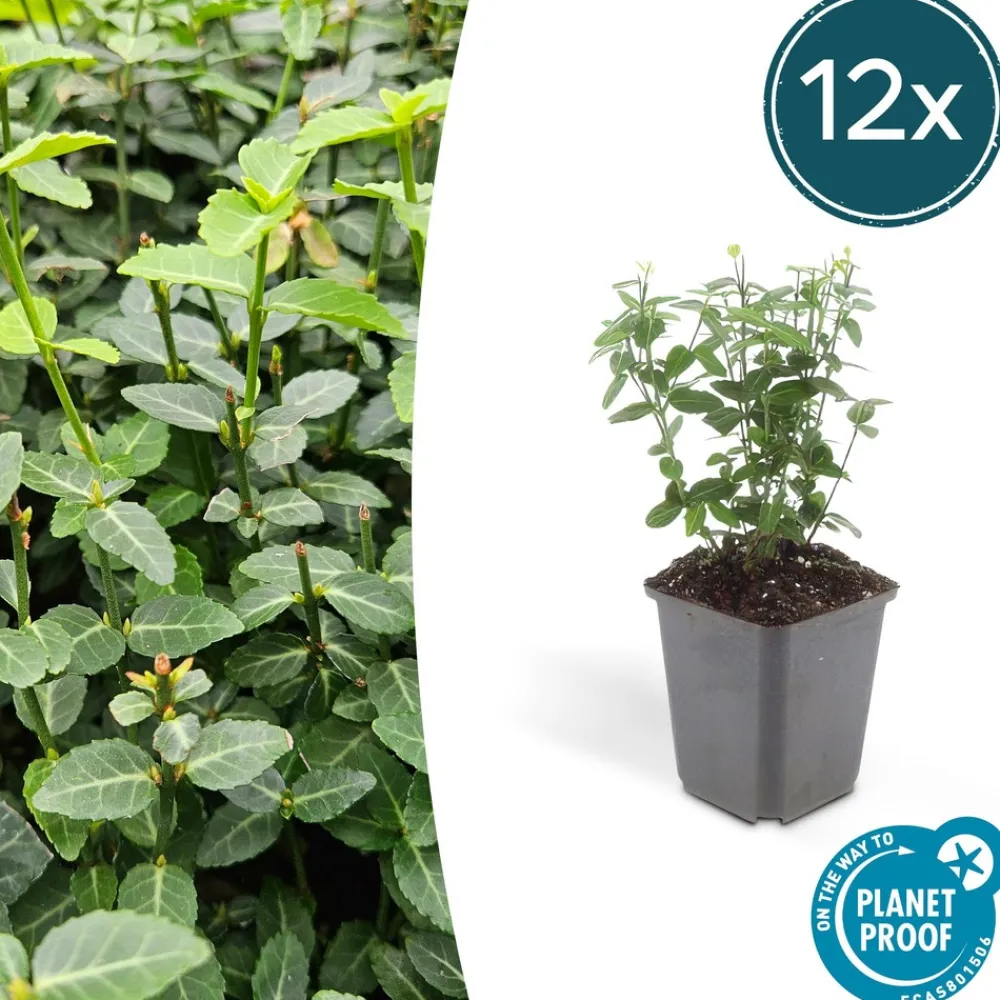 La Green Touch Plantes De Haies | - Fusain rampant x40 – entre 2,5 et 3,33m2