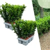 La Green Touch - 12 fusains 'green spire' Clearance